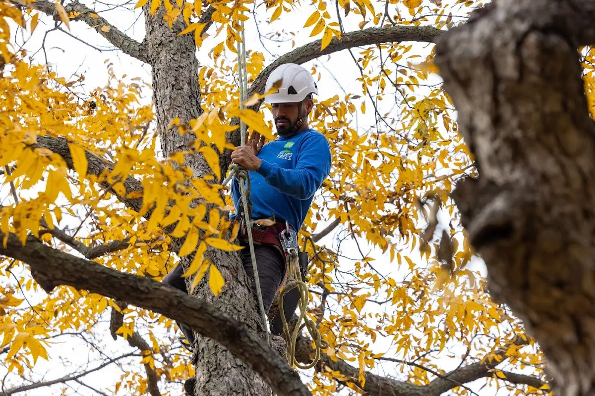 Skilled Tree Transplanting crew working in Grandin
