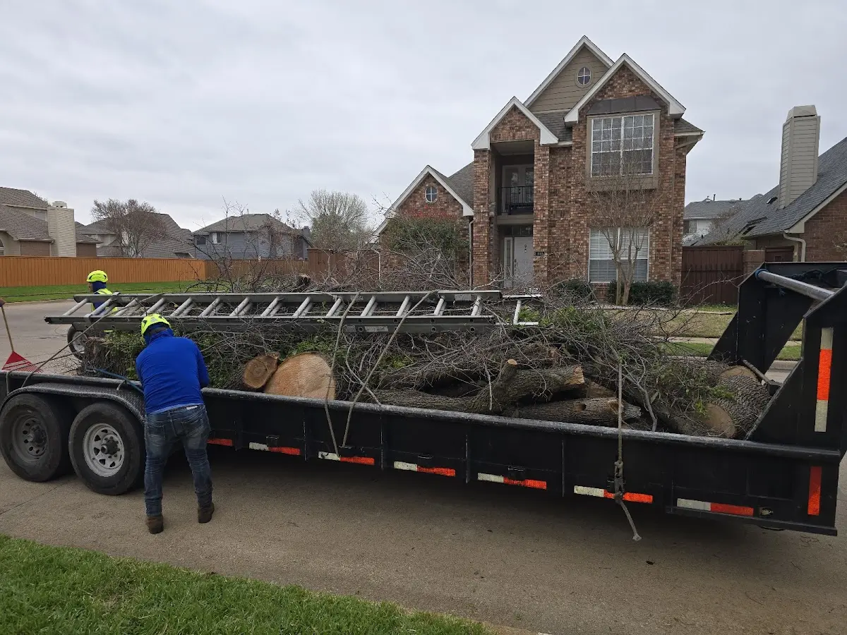 Expert Tree Pest Control with proper safety equipment in Grandin